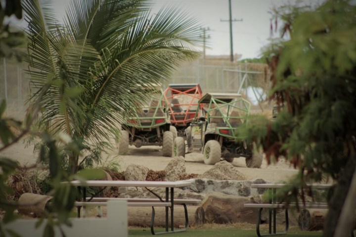 a group of palm trees