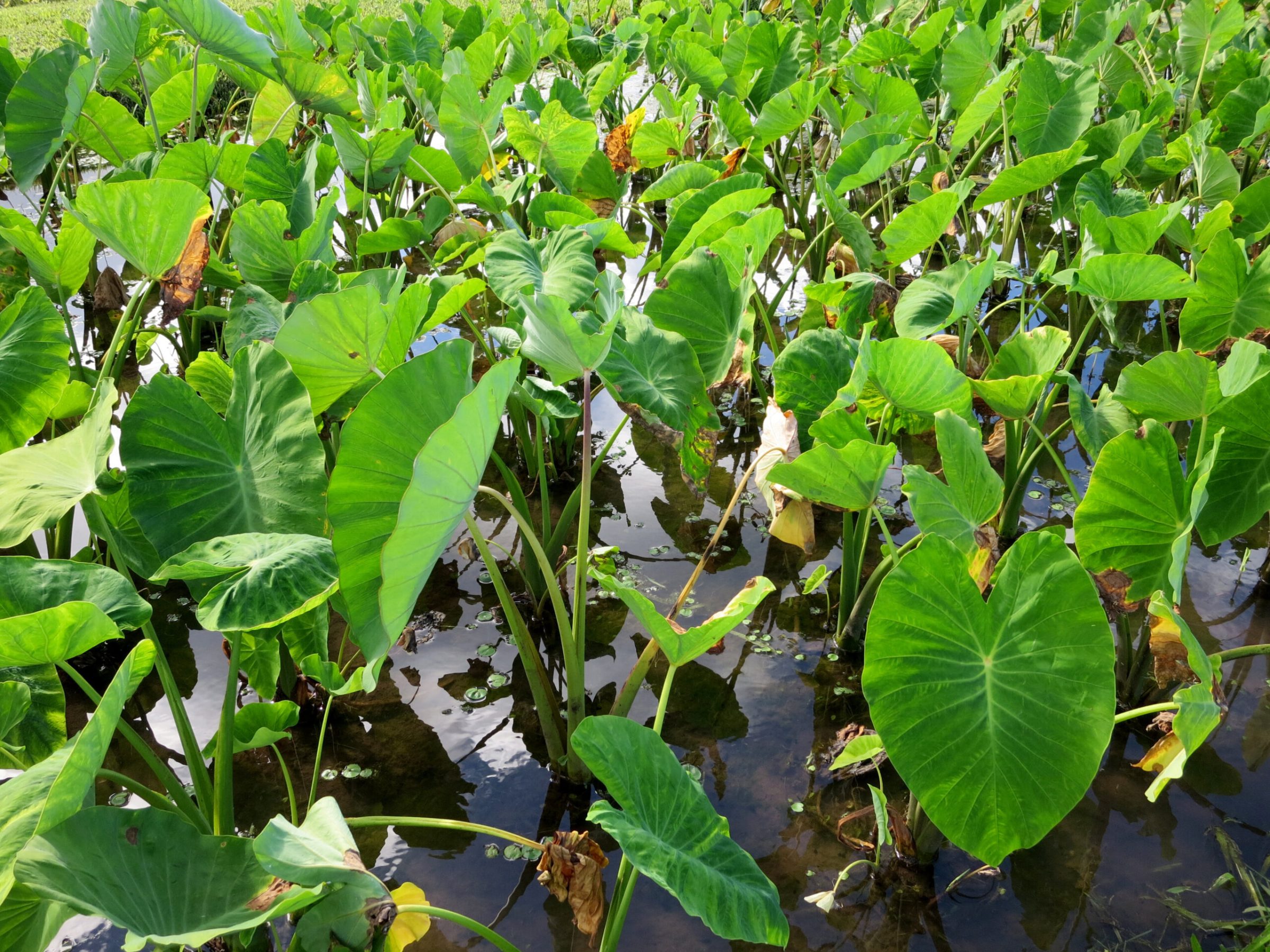 A field of taro or Kalo in Hawaii