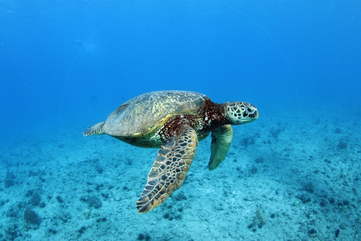 a turtle swimming under water