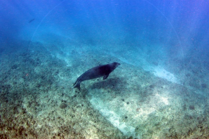 a fish swimming under water