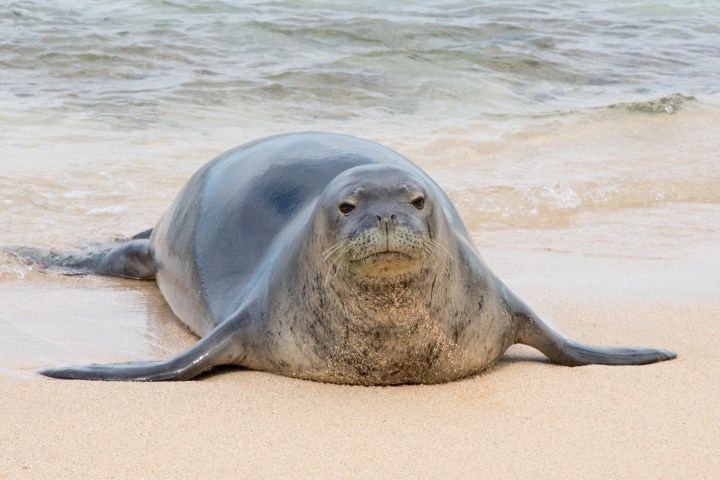 a seal lying in the sand