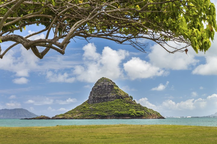 a tree in front of a large body of water