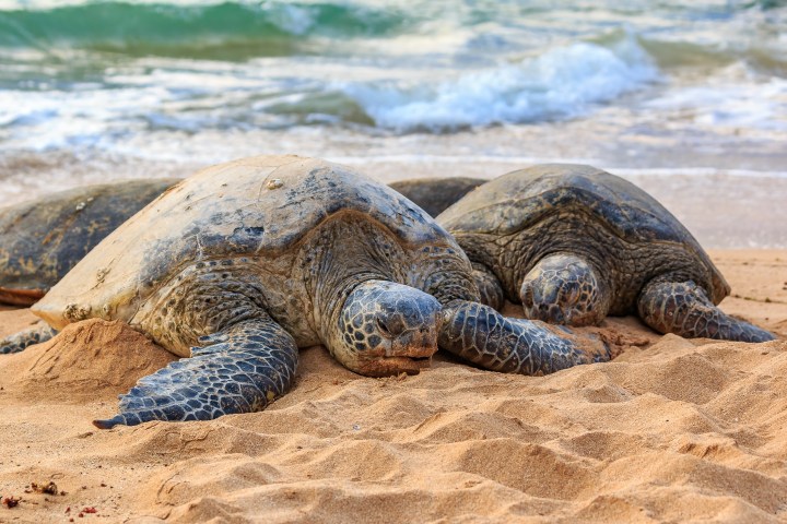 a turtle lying on a sandy beach