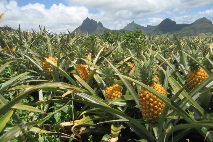 Pineapple field with mountains in the background under a cloudy sky.