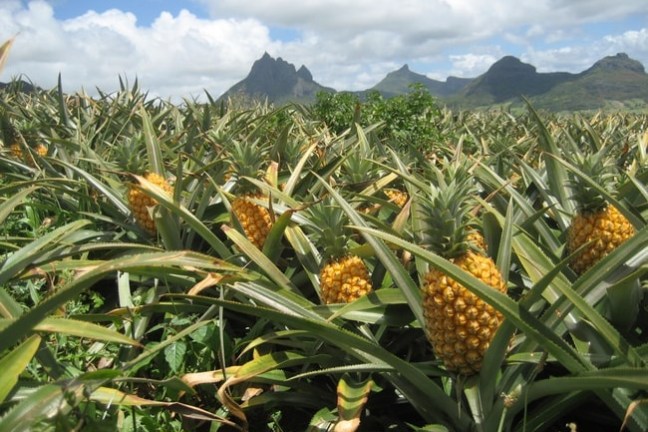 Pineapple field with ripe pineapples and distant mountains under a blue sky with clouds.